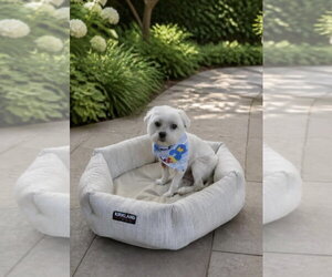 Maltese Dogs for adoption in Menifee, CA, USA