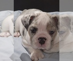 Small #3 Bulldog