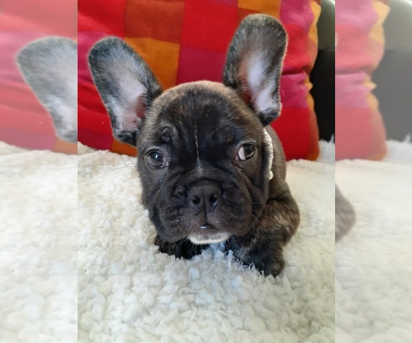 Medium Photo #16 French Bulldog Puppy For Sale in LOS ANGELES, CA, USA