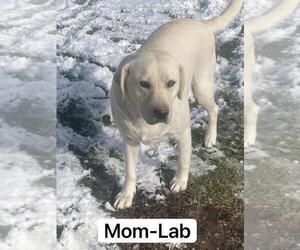 Mother of the Labrador Retriever puppies born on 08/22/2022
