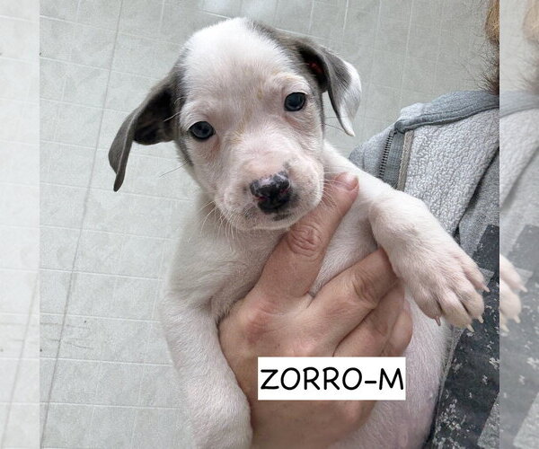 Medium Photo #9 American Pit Bull Terrier-Labrador Retriever Mix Puppy For Sale in Gilberts, IL, USA