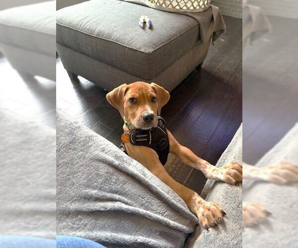 Medium Photo #4 Beagle-Unknown Mix Puppy For Sale in St. Louis Park, MN, USA