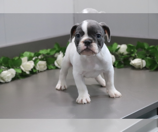 Medium Photo #2 French Bulldog Puppy For Sale in SHILOH, OH, USA