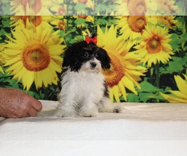 Medium Photo #7 Goldendoodle (Miniature) Puppy For Sale in DYERSBURG, TN, USA