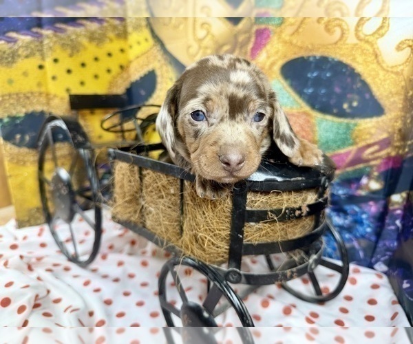 Medium Photo #9 Dachshund Puppy For Sale in CASSVILLE, MO, USA