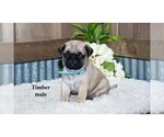 Small #8 Pug