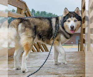Siberian Husky Dogs for adoption in Omaha, NE, USA
