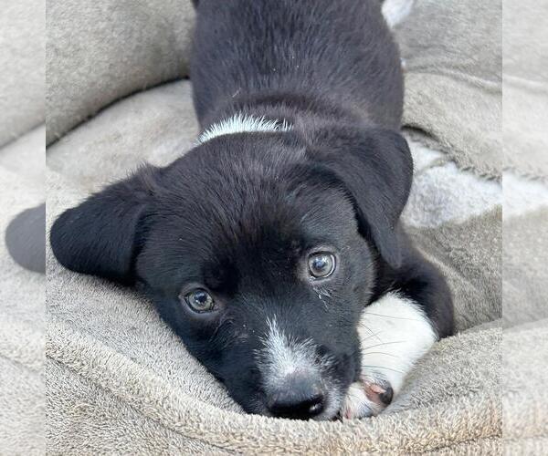 Medium Photo #1 Chihuahua-Whippet Mix Puppy For Sale in San Diego, CA, USA