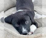 Small Chihuahua-Whippet Mix