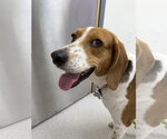 Small #1 American Foxhound-Beagle Mix