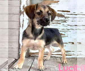 Chiweenie Dogs for adoption in Rockaway, NJ, USA