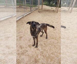 Great Dane-Huskies  Mix Dogs for adoption in Maquoketa, IA, USA