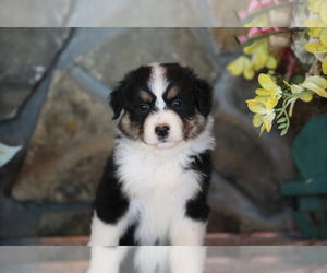 Medium Australian Shepherd