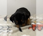 Small Photo #6 Carlin Pinscher Puppy For Sale in COBB, WI, USA