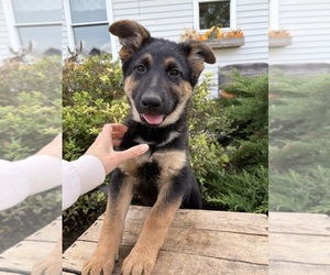 German Shepherd Dog Puppy for sale in MIDDLEBURY, IN, USA