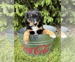 Small #1 Bernedoodle