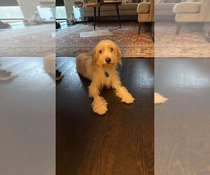 Mutt Dogs for adoption in Brooklyn, NY, USA