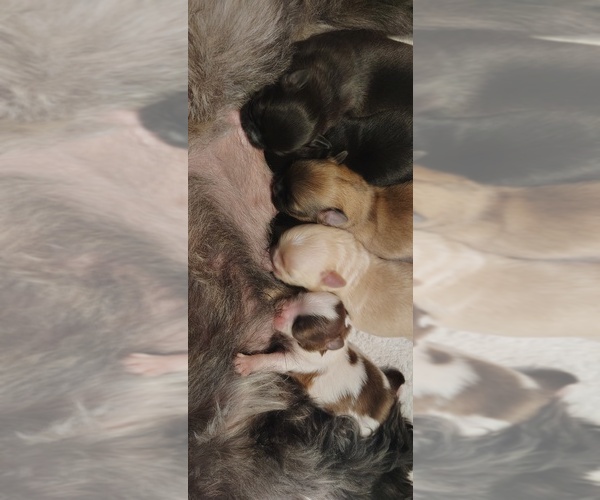 Medium Photo #1 Mal-Shi Puppy For Sale in FUQUAY VARINA, NC, USA