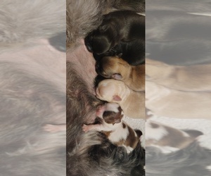 Mal-Shi Puppy for sale in FUQUAY VARINA, NC, USA