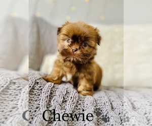 Shih Tzu Puppy for sale in COOKEVILLE, TN, USA
