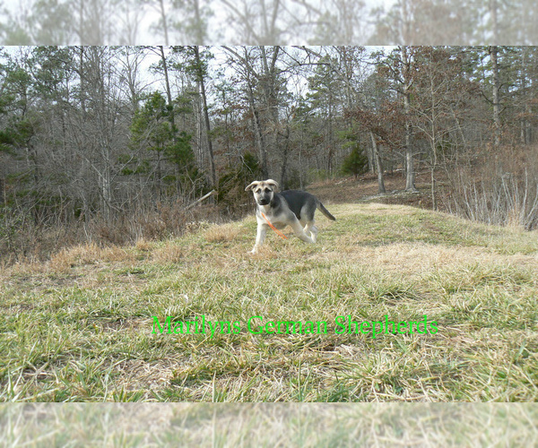 Medium Photo #6 German Shepherd Dog Puppy For Sale in PIEDMONT, MO, USA