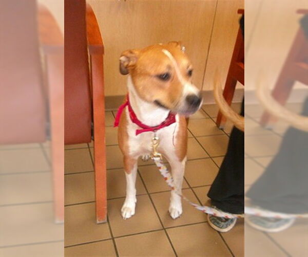 Medium Photo #1 Beagle-Unknown Mix Puppy For Sale in Ocala, FL, USA