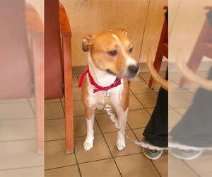 Beagle Mix Dog for Adoption in Ocala, Florida USA