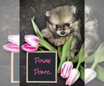 Small Photo #1 Pomeranian Puppy For Sale in RUTLEDGE, PA, USA