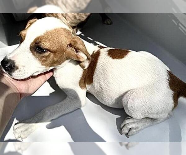 Medium Photo #1 Labrador Retriever-Unknown Mix Puppy For Sale in Houston, TX, USA