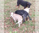 Small #3 Mutt