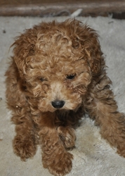 Poodle (Toy) Puppy for sale in GLENWOOD CITY, WI, USA