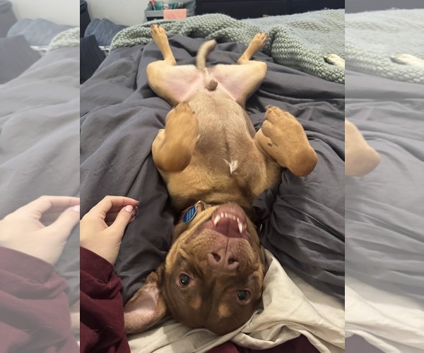 Medium Photo #3 American Staffordshire Terrier-Boston Terrier Mix Puppy For Sale in Arlington, VA, USA