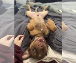 Small #2 American Staffordshire Terrier-Boston Terrier Mix