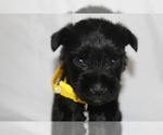 Small #3 Schnauzer (Miniature)