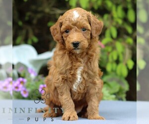 Goldendoodle (Miniature) Puppy for sale in EAST EARL, PA, USA