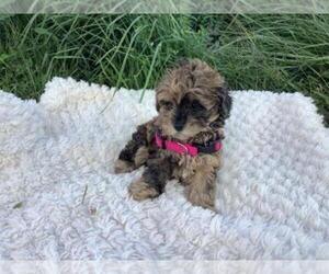 Poovanese Puppy for sale in SHILOH, OH, USA