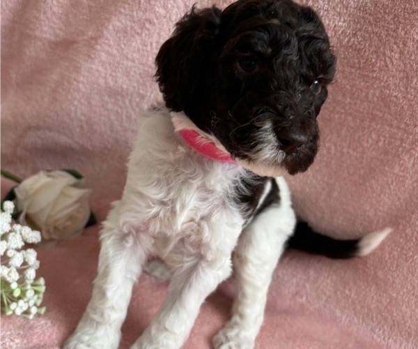 Medium Photo #22 Poodle (Standard) Puppy For Sale in TEMECULA, CA, USA
