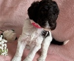 Small #3 Poodle (Standard)