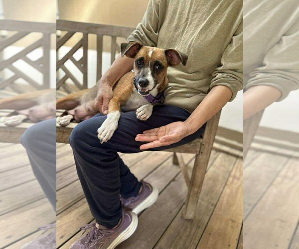 Medium Photo #1 Jack-A-Bee Puppy For Sale in Princeton, MN, USA