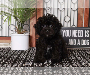 ShihPoo Puppy for sale in NAPLES, FL, USA