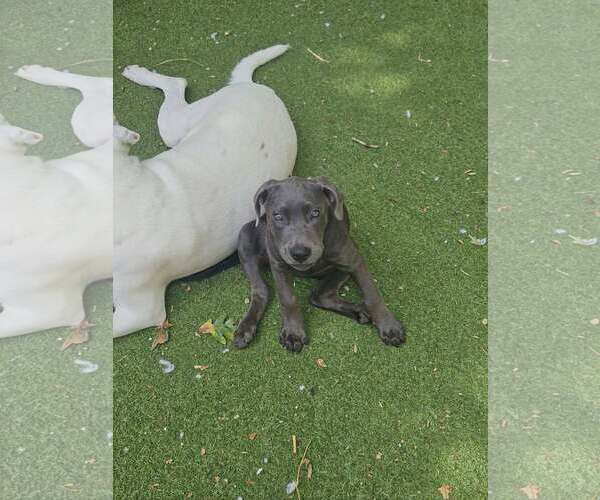Medium Photo #2 Mutt Puppy For Sale in Woodbury, NY, USA