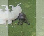 Small #1 Mutt