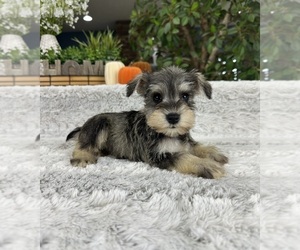 Schnauzer (Miniature) Puppy for Sale in GREENFIELD, Indiana USA