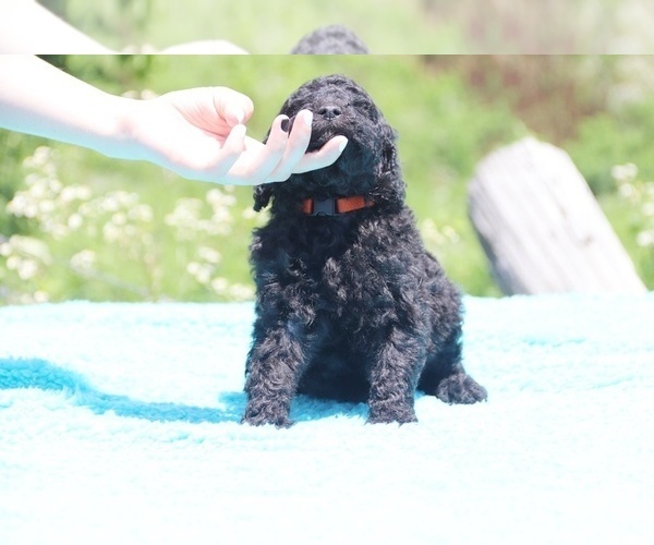 Medium Photo #17 Poodle (Standard) Puppy For Sale in UNION CITY, TN, USA