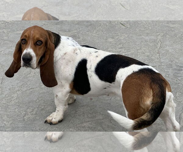Medium Photo #4 Basset Hound Puppy For Sale in Petaluma, CA, USA