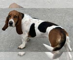 Small #3 Basset Hound