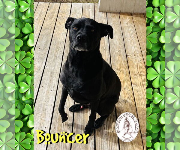 Medium Photo #4 Boxador Puppy For Sale in Red Lodge, MT, USA