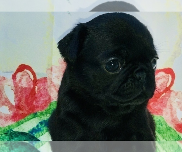 Medium Photo #12 Pug Puppy For Sale in CANTON, CT, USA