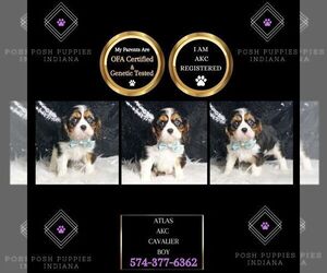 Cavalier King Charles Spaniel Puppy for sale in WARSAW, IN, USA
