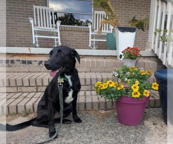 Medium Photo #2 Labrador Retriever-Unknown Mix Puppy For Sale in Mobile, AL, USA